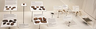 奧塔哥博物館展示的拉皮塔文化文物